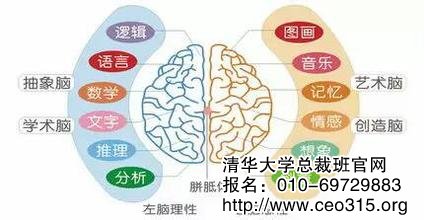 左右脑